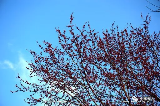 red maple tree flower