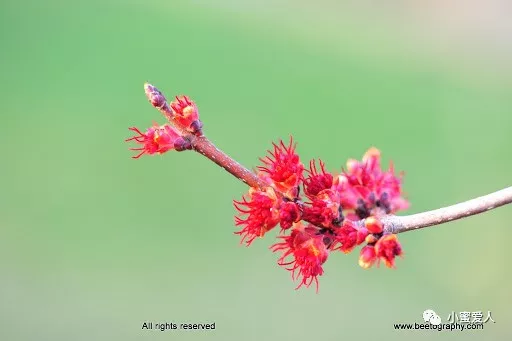 maple trees in spring