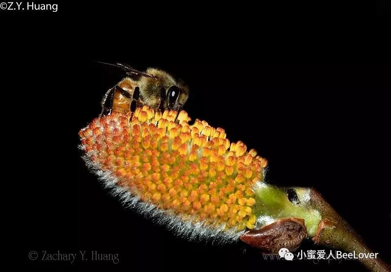 Spring flower 12: Pussy willow – Bee the Best!