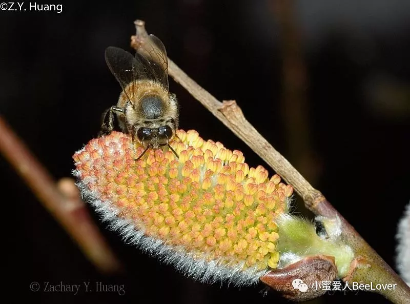 Spring flower 12: Pussy willow – Bee the Best!