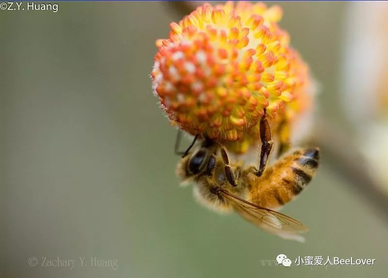 Bee on willow flowers stock photo. Image of color, shallow - 29645788