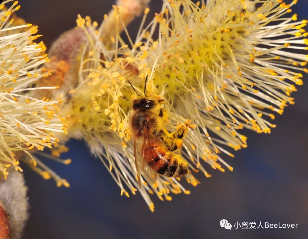 Bee on willow flowers stock photo. Image of color, shallow - 29645788