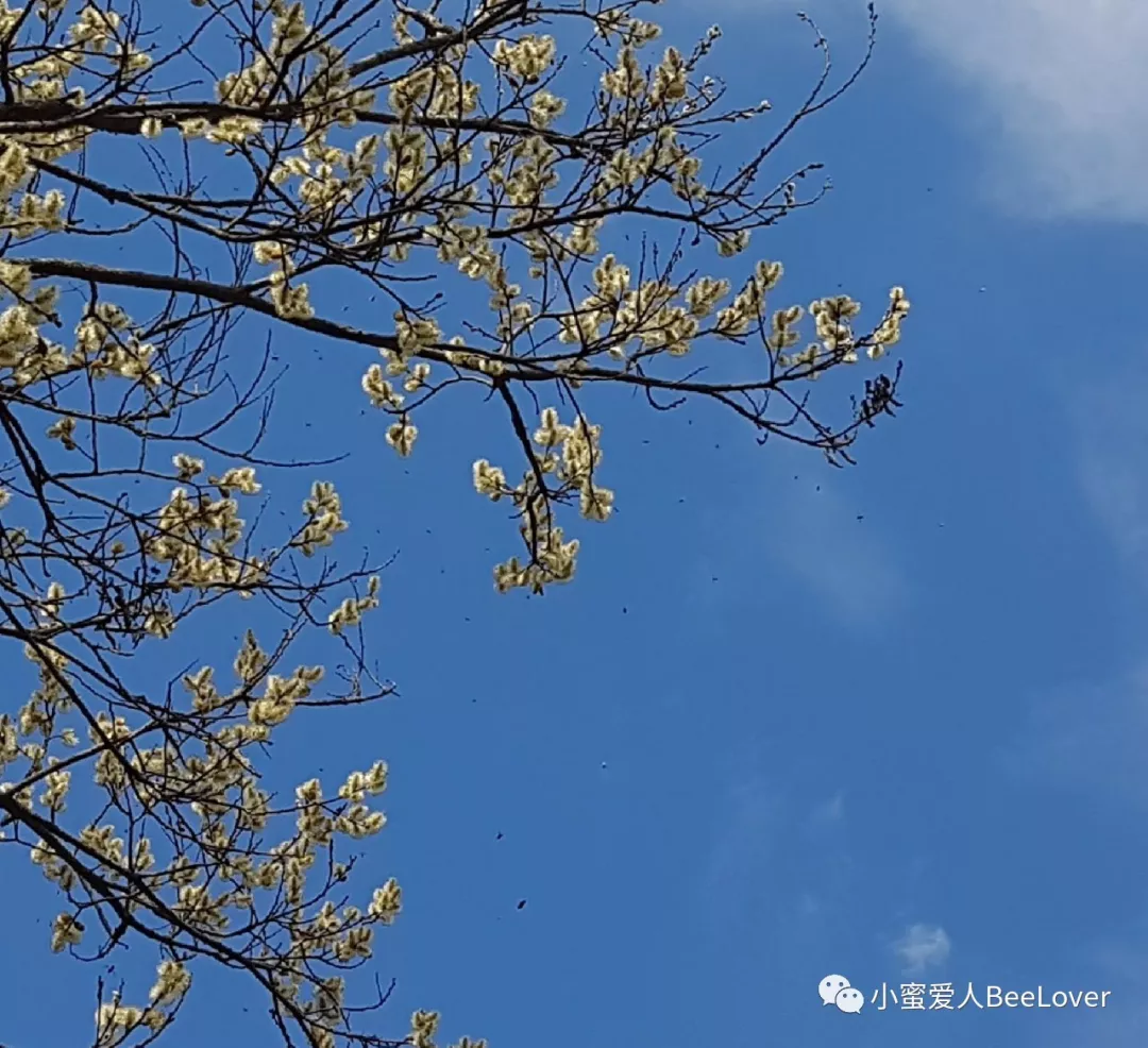 Spring flower 12: Pussy willow – Bee the Best!