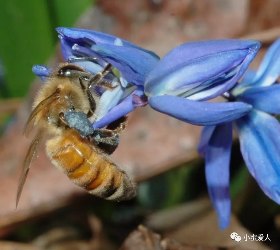 honey bees on blue flowers