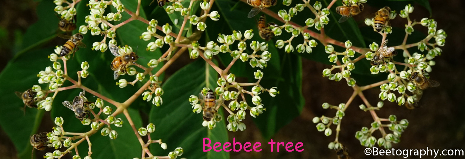 Bee the Best!