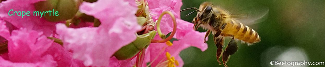 March 2014 – Bee the Best!