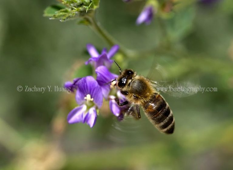 Summer flower 12: Alfalfa – Bee the Best!