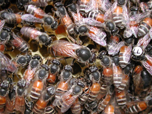 Honey bees may inherit altruistic behavior from their mothers